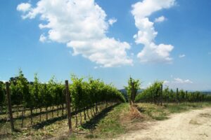 Discover Briziarelli