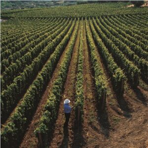 Quarta edizione per il Premio Gianni Masciarelli