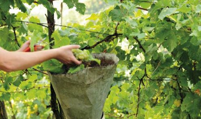 Andreola m&agrave;s de fer