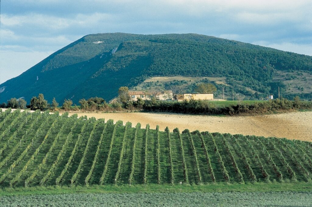 Cantina del Conero - Vigneto del Parco del Conero