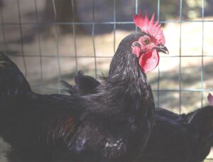 gallina-nera-atriana