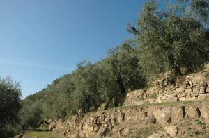 Cassini, un olio "estremamente" incantevole