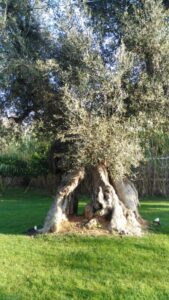 Sol D&rsquo;Oro e EVOO Days