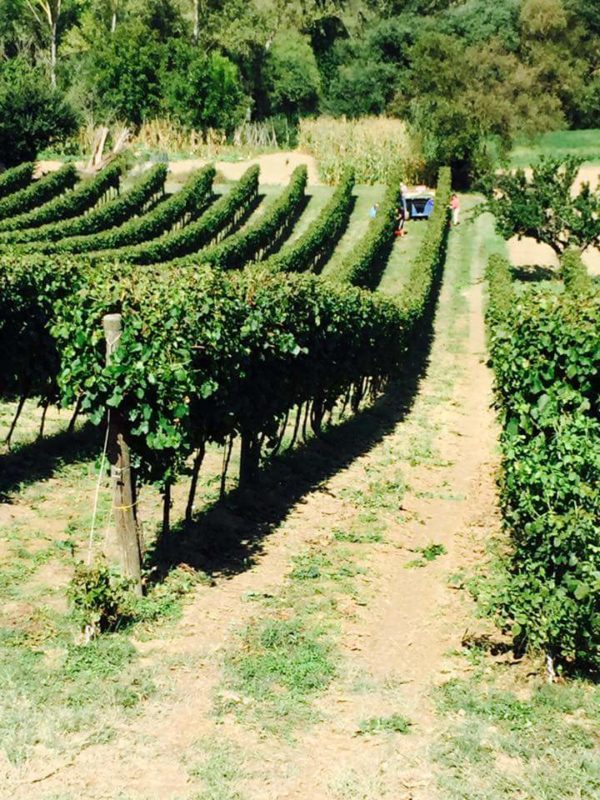 L'azienda – Tenuta I Fauri: storia di vino, musica e passione