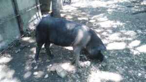 Una “cinta” in Molise