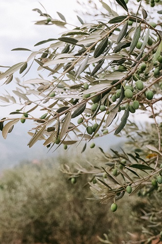 Nasce COER, il Consorzio Olio Extravergine di Oliva dell&rsquo;Emilia-Romagna