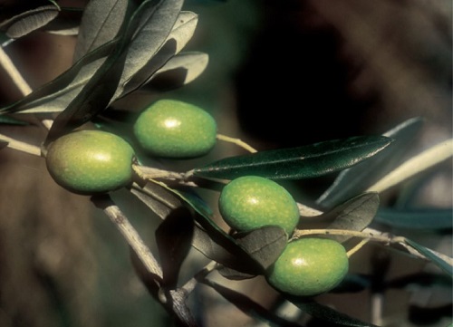 Olio di Roma IGP - Via libera alla nuova denominazione
