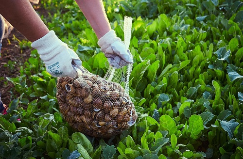 Cherasco celebra la chiocciola. Il 16 e il 17 ottobre