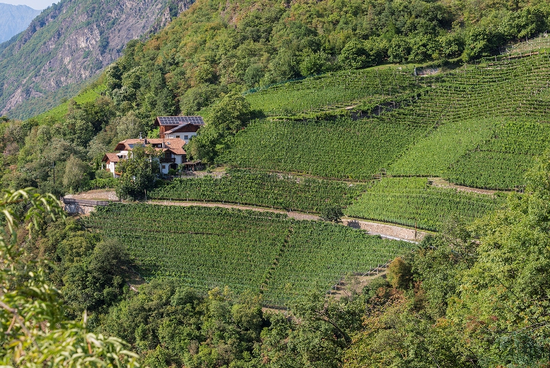 terlano vigna vorberg