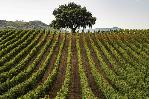 Sicilia Doc 2022