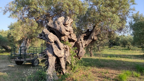 Sono 21 le esperienze dell&rsquo;olio su 105 finaliste selezionate dalla giuria di esperti