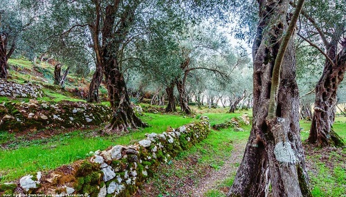L&rsquo;Ente Parco Regionale Storico Agricolo dell&rsquo;Olivo di  Venafro ha organizzato due giornate di alto livello dedicate all'Olivicoltura mediterranea