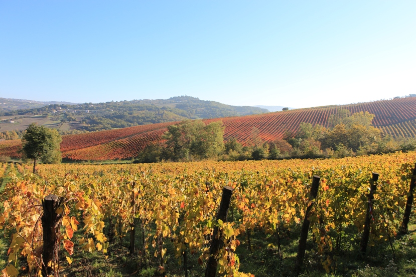 Mattoda&rsquo;, nuovo Aglianico per Fonzone