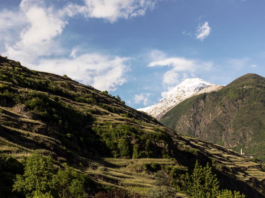 Obiettivo Valtellina, Il Nebbiolo delle Alpi si presenta