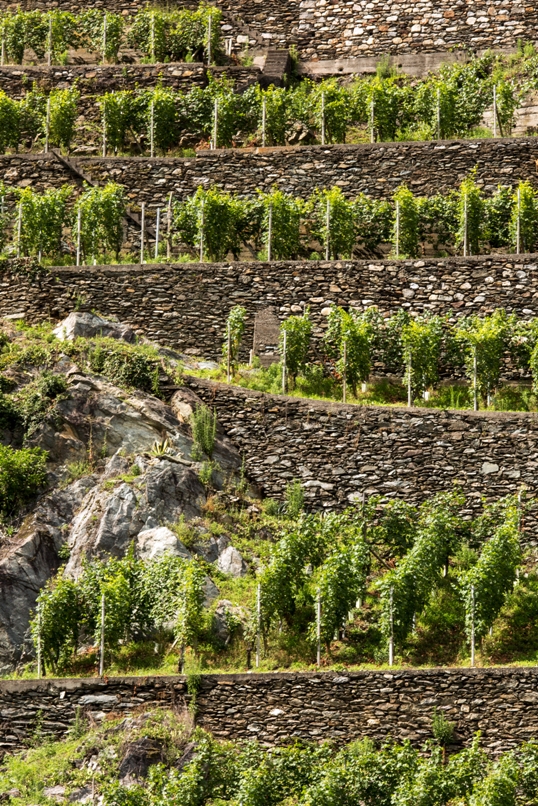 Obiettivo Valtellina, Il Nebbiolo delle Alpi si presenta