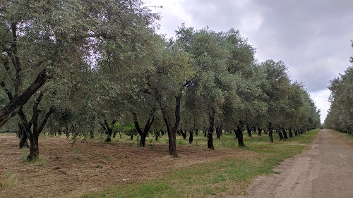Un&rsquo;importante vetrina per la cultura agronomica per sostenere i giovani e le loro competenze nel campo agricolo e nello specifico in quello elaiotecnico