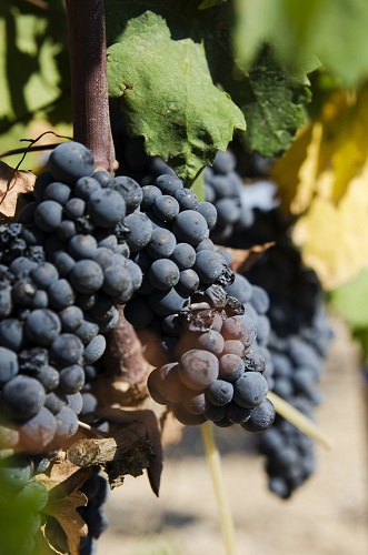 Pi&ugrave; tutela per il Primitivo di Manduria DOC e DOCG