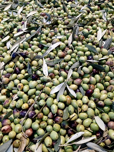 Un territorio ricco di storia, natura e di bont&agrave; agroalimentari. Ecco viaggio nella Daunia ed il suo oro verde