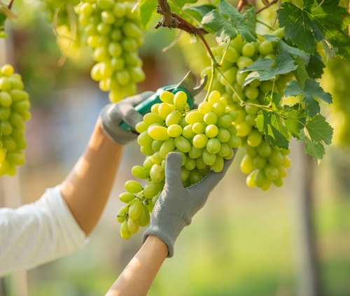 Vini “di nicchia” da scoprire: la Toscana e il suo irresistibile Tignanello