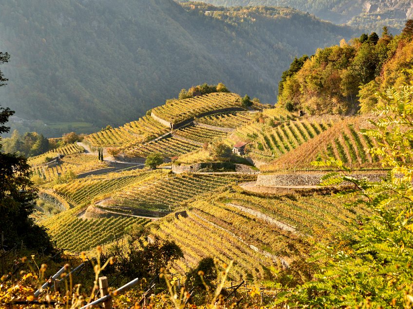 Aquila Reale Trentodoc Riserva e la sua nuova annata 2013