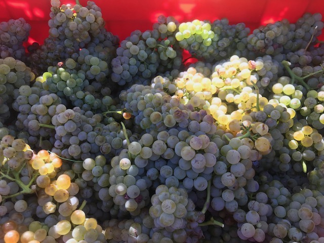 Grosjean e la sua viticoltura eroica in Valle d&rsquo;Aosta