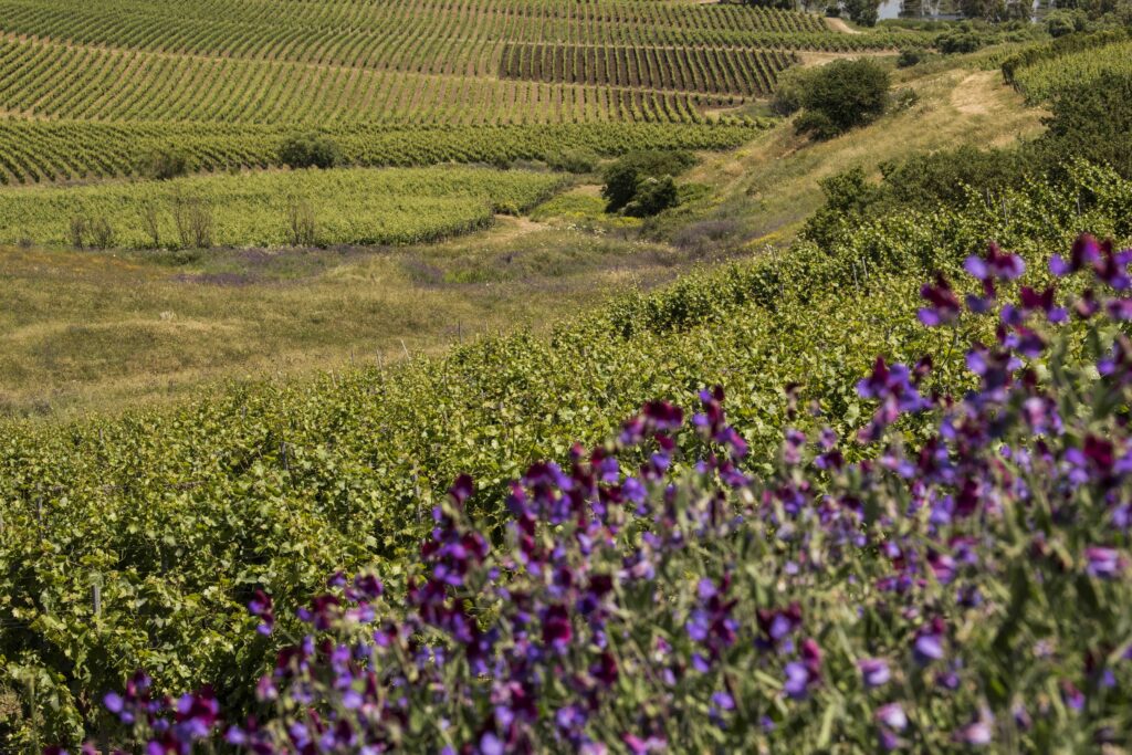 Bollicine siciliane per brindare durante le feste