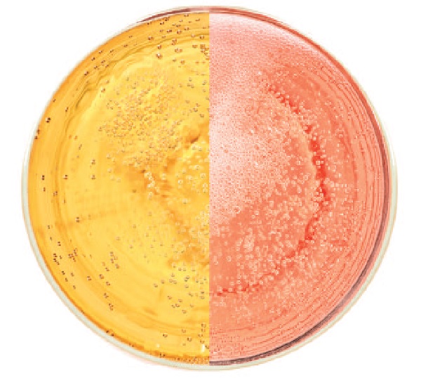 Bollicine di Capodanno 2024