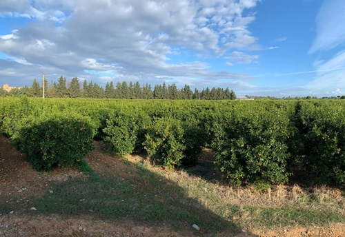 Si chiama Perrina ed &egrave; la nuova clementina coltivata a Battipaglia