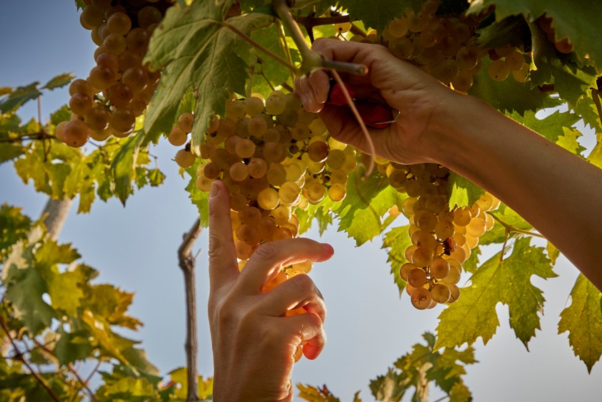 Suavia d&agrave; voce ai luoghi