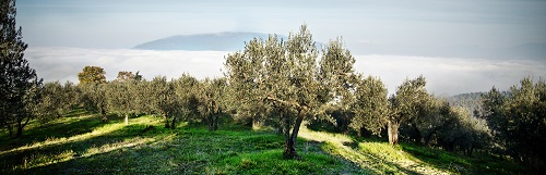 Presentata la XXXII edizione del Premio Nazionale, considerato l&rsquo;unico concorso &ldquo;istituzionale&rdquo; dedicato alle eccellenze olearie italiane