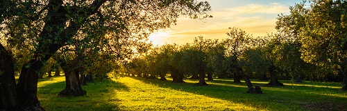 Presentata la XXXII edizione del Premio Nazionale, considerato l&rsquo;unico concorso &ldquo;istituzionale&rdquo; dedicato alle eccellenze olearie italiane