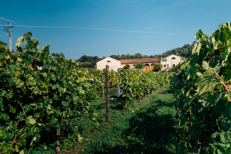 Cavazza presenta i suoi vini di Gambellara e dei Colli Berici