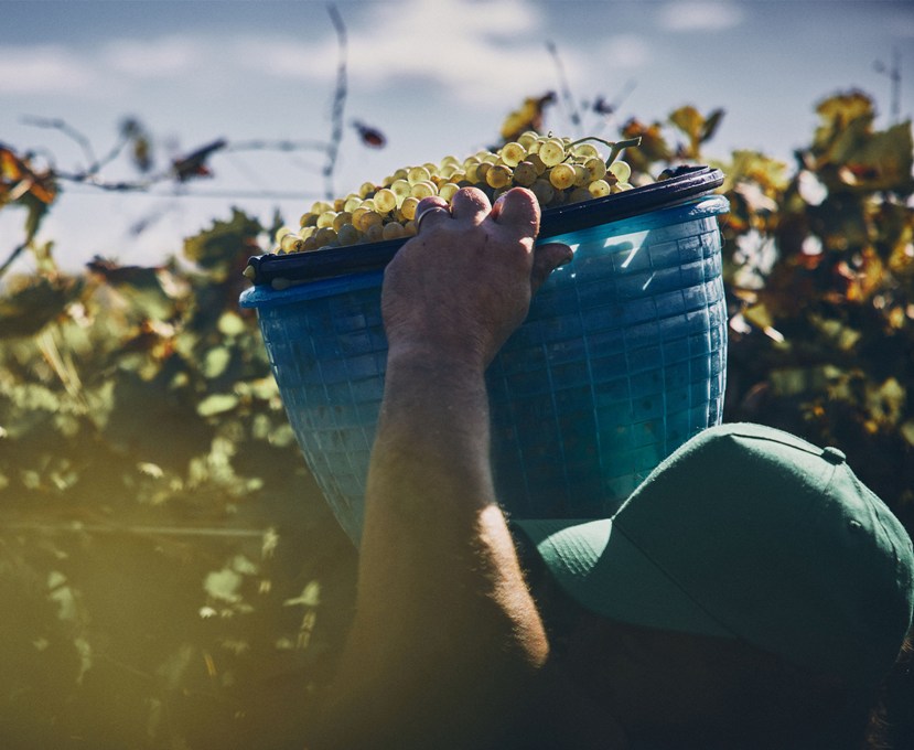 Marramiero, Chardonnay Punta di Colle in verticale