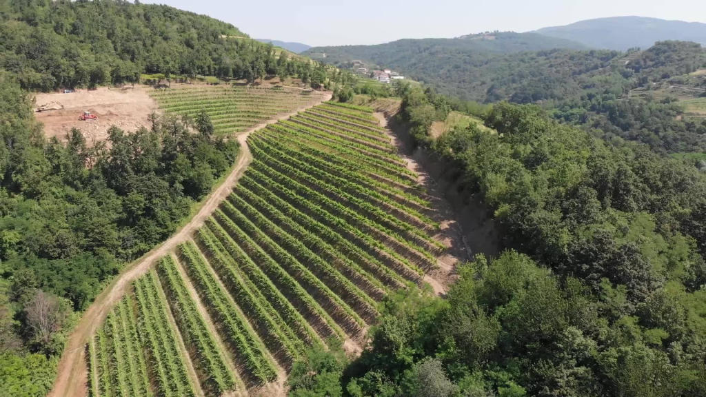 Cucina vegetariana e vini friulani nel cuore di Roma