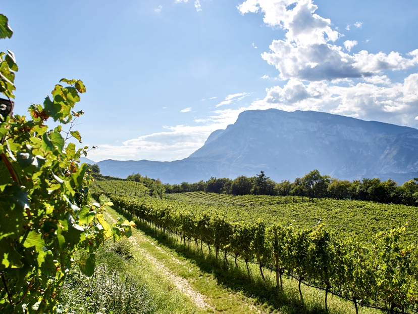 Cesarini Sforza, una storia di bollicine lunga 50 anni