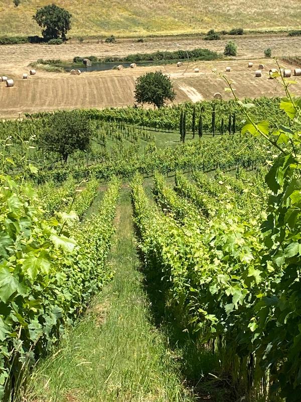 Limito, il grande vigneto con labirinto di Carpineti