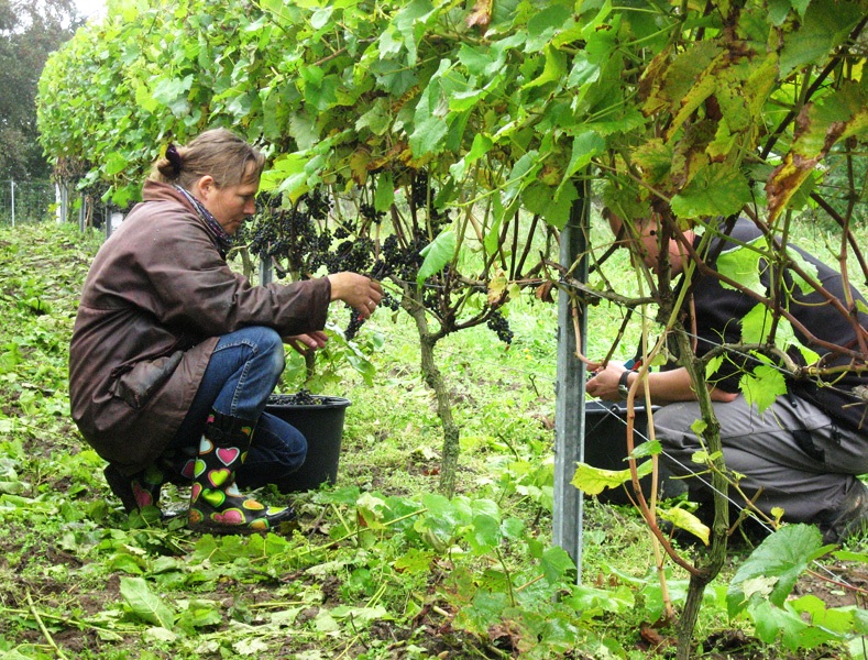 Sk&aelig;rs&oslash;gaard, la vitivinicoltura danese di qualit&agrave;