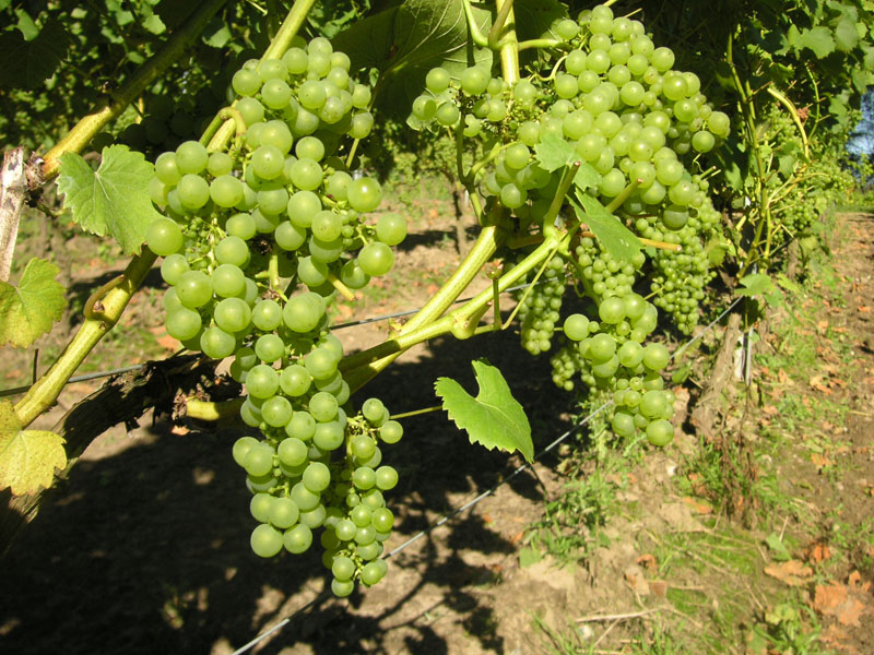 Sk&aelig;rs&oslash;gaard, la vitivinicoltura danese di qualit&agrave;