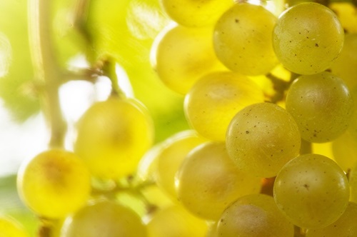 La vendemmia solidale de Le Manzane per aiutare i ragazzi in difficoltà