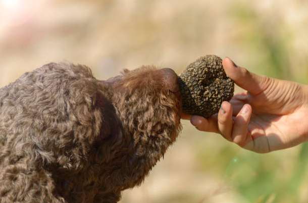 L’Aquila, la Fiera Internazionale dei Tartufi d’Abruzzo è alle porte
