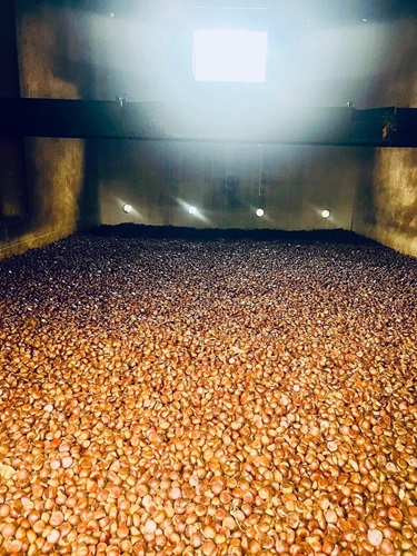 Castagne! Tutto il gusto della Campania nel frutto dell’autunno