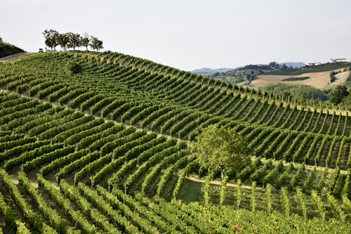 Born Sustainable: autenticit&agrave; e sostenibilit&agrave;