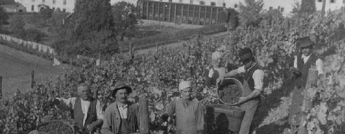 Il Kerner di Abbazia di Novacella in verticale