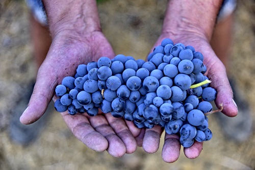 Tre pilastri dell’eccellenza enogastronomica europea per Born Sustainable