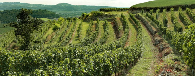 Nuova annata di Cercastelle, originale blend di El&egrave;va
