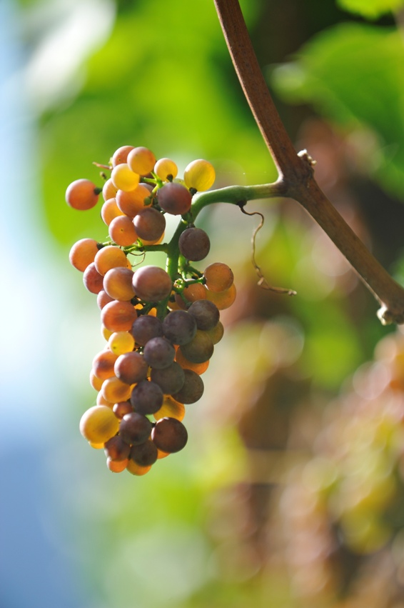 Il Kerner di Abbazia di Novacella in verticale