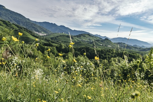 Conegliano Valdobbiadene Prosecco DOCG: grande esempio di sostenibilit&agrave; ambientale