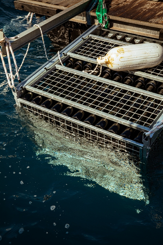 Paololeo presenta Mormora, lo spumante del mare
