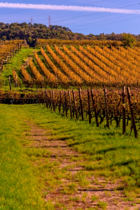 La-Vis, l&rsquo;arte nel vino. Tornano i Ritratti
