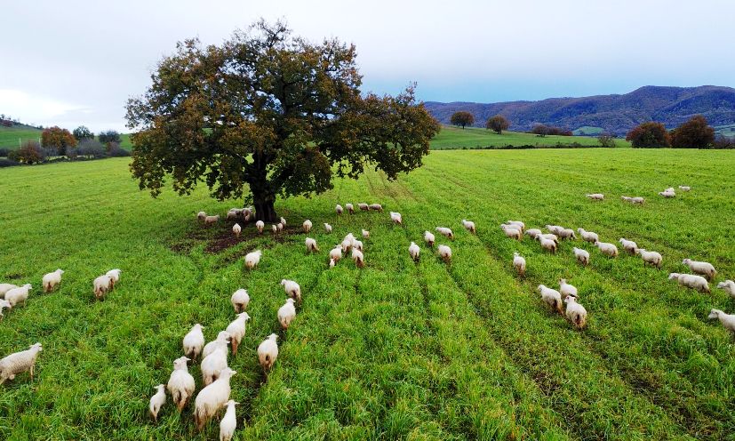 Il Consorzio dell&rsquo;Abbacchio Romano Igp contro il mercato low cost